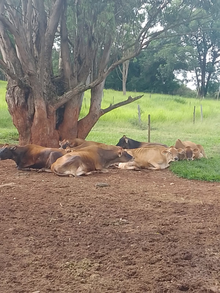 Venda de Vacas em Produção e Bezerras