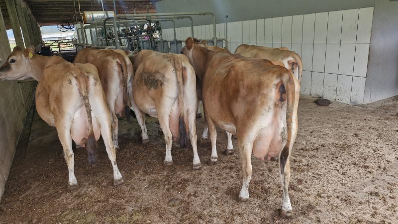 Lote de vacas e novilhas