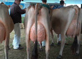 Raça Jersey confirma protagonismo na Fenasul Expoleite 2025