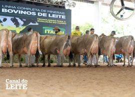 Itaipu Rural Show 2026 marca abertura do Circuito CNRJ com destaque para a raça Jersey