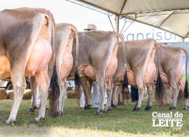 Jersey se destaca na Fenasul Expoleite 2026 e conquista Suprema Campeã